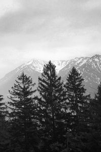 Превью обои деревья, гора, небо, облака, черно-белый