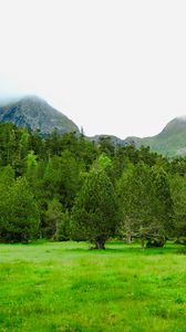 Превью обои деревья, горы, лужайка, трава, зелень