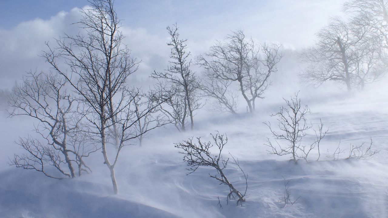 Обои деревья, горы, метель, снег, ветер