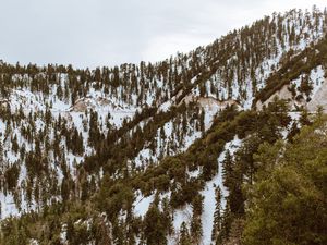 Превью обои деревья, горы, снег, вершины