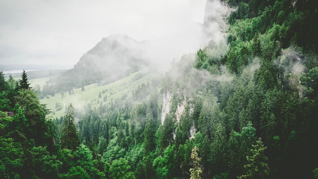 Обои деревья, горы, туман, лето