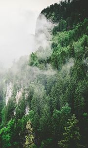 Превью обои деревья, горы, туман, лето