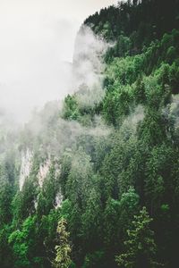 Превью обои деревья, горы, туман, лето
