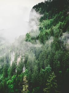 Превью обои деревья, горы, туман, лето
