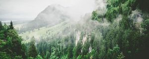 Превью обои деревья, горы, туман, лето