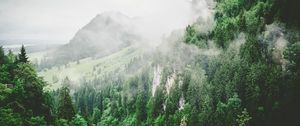 Превью обои деревья, горы, туман, лето