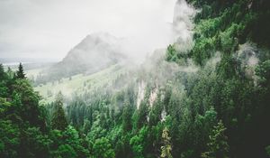 Превью обои деревья, горы, туман, лето