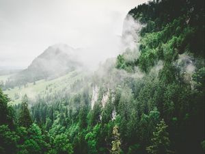 Превью обои деревья, горы, туман, лето