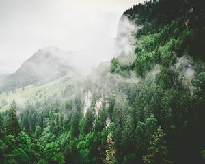 Превью обои деревья, горы, туман, лето