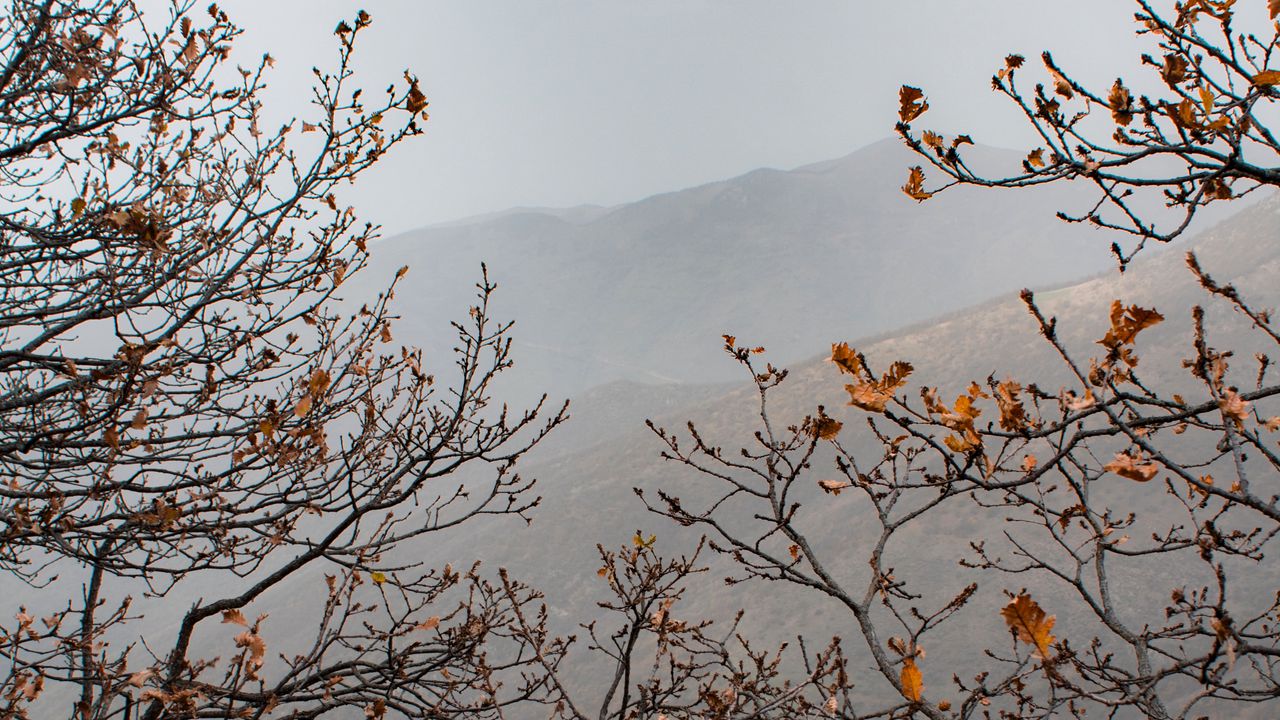 Обои деревья, горы, туман, осень, пейзаж
