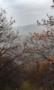 Превью обои деревья, горы, туман, осень, пейзаж