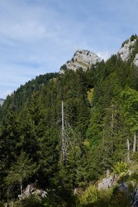 Превью обои деревья, холм, природа, лес