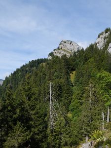 Превью обои деревья, холм, природа, лес