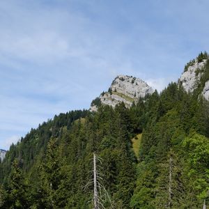 Превью обои деревья, холм, природа, лес