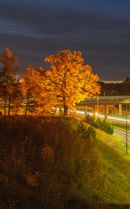 Превью обои деревья, холм, трава, ночь, осень