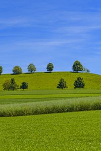 Превью обои деревья, холм, трава, природа