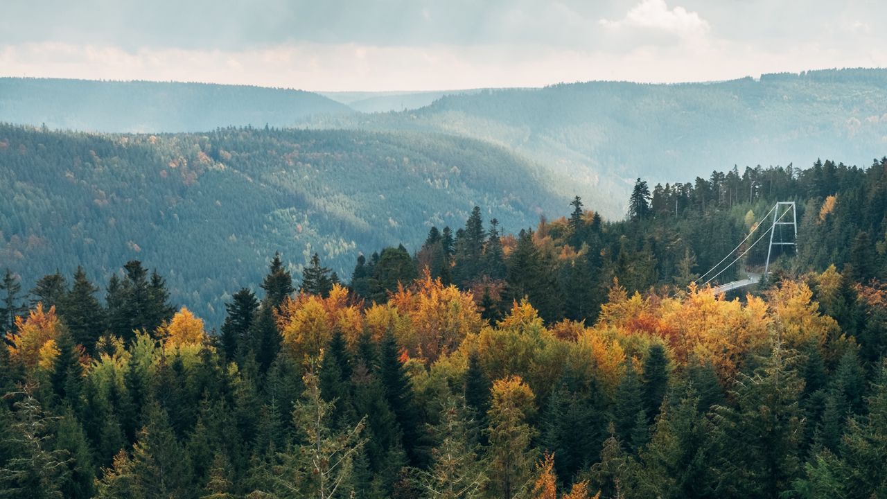 Обои деревья, холмы, пейзаж, туман