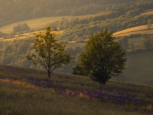 Превью обои деревья, холмы, склоны, трава, пейзаж