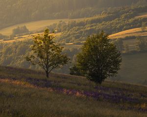 Превью обои деревья, холмы, склоны, трава, пейзаж