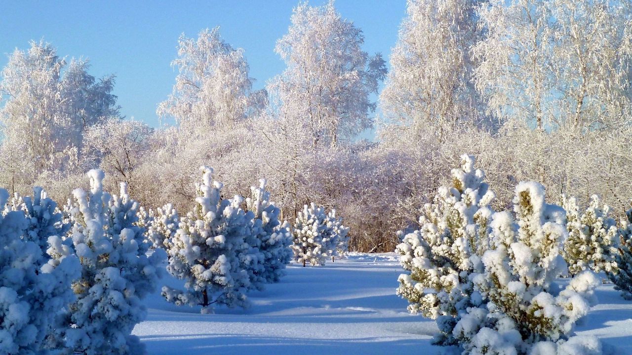 Обои деревья, иней, ели, молодняк, зима, снег, седина, сугробы, покров, белый