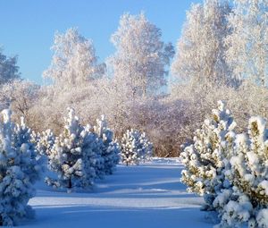 Превью обои деревья, иней, ели, молодняк, зима, снег, седина, сугробы, покров, белый