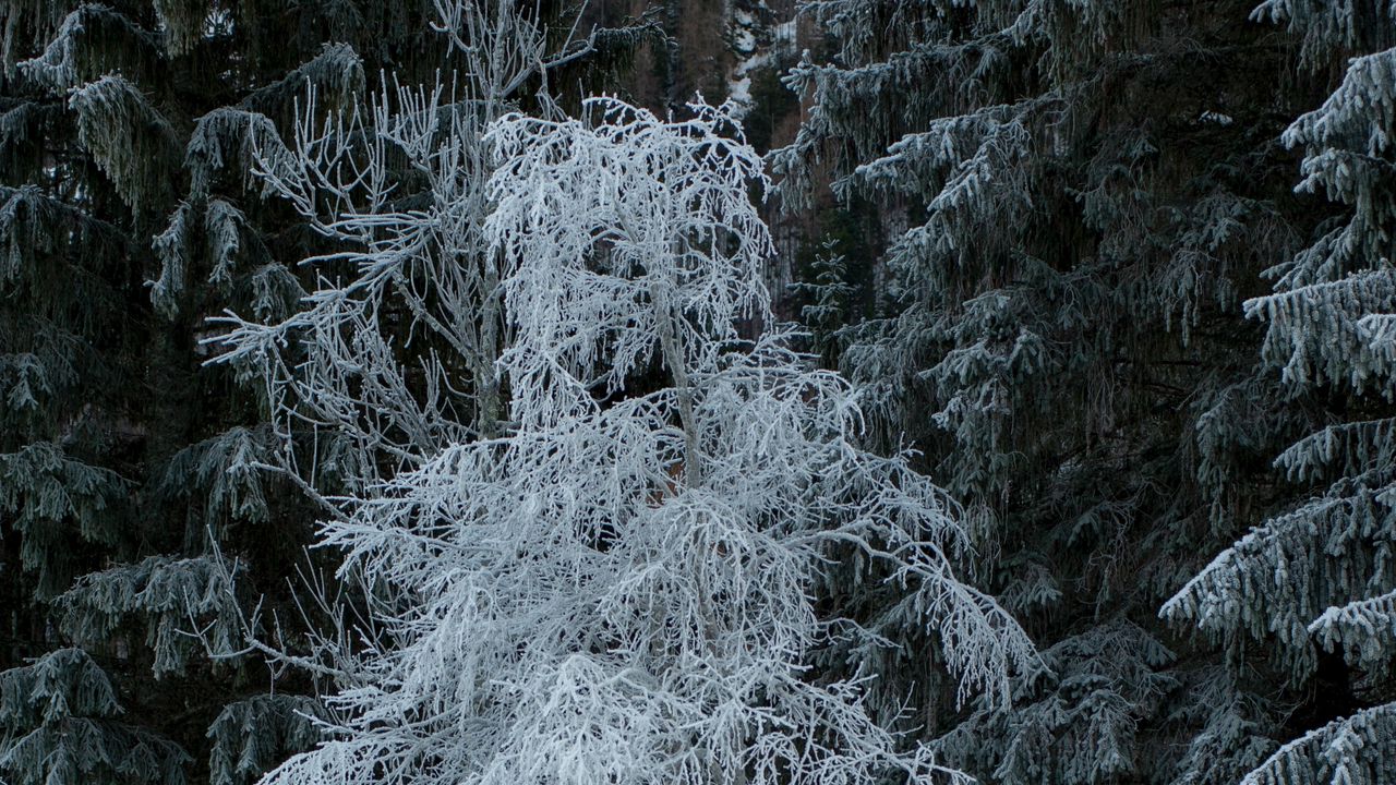 Обои деревья, иней, снег, зима