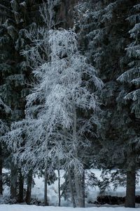 Превью обои деревья, иней, снег, зима