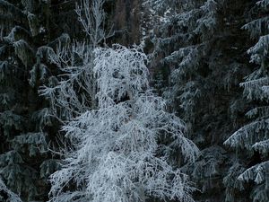 Превью обои деревья, иней, снег, зима