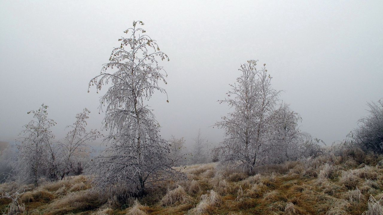 Обои деревья, иней, трава, заморозки, октябрь, туман
