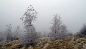 Превью обои деревья, иней, трава, заморозки, октябрь, туман