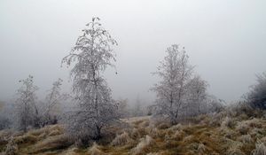 Превью обои деревья, иней, трава, заморозки, октябрь, туман