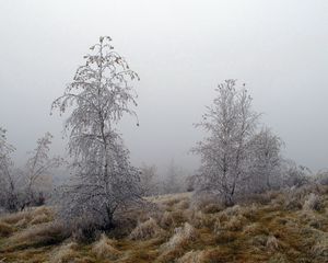 Превью обои деревья, иней, трава, заморозки, октябрь, туман