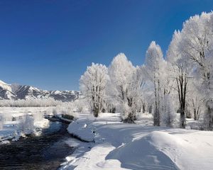 Превью обои деревья, иней, зима, река, исток, течение, день