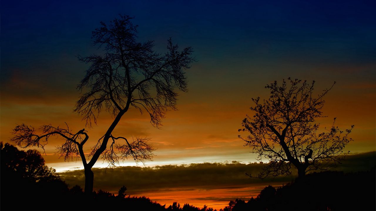 Обои деревья, изгибы, очертания, ветви, закат, оранжевый, высота, небо, облака, сумерки, вечер