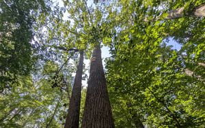 Превью обои деревья, кора, листья, лес, природа, вид снизу