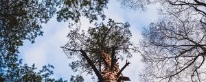 Превью обои деревья, кора, вид снизу, ветки, небо, облака