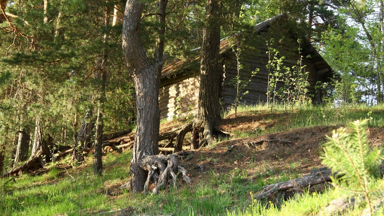 Обои деревья, корни, домик, бревенчатый