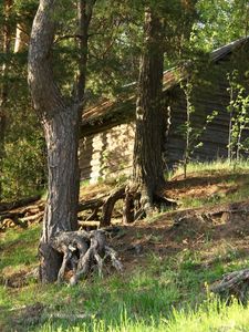 Превью обои деревья, корни, домик, бревенчатый