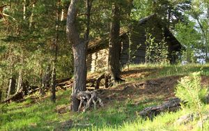 Превью обои деревья, корни, домик, бревенчатый