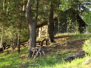 Превью обои деревья, корни, домик, бревенчатый