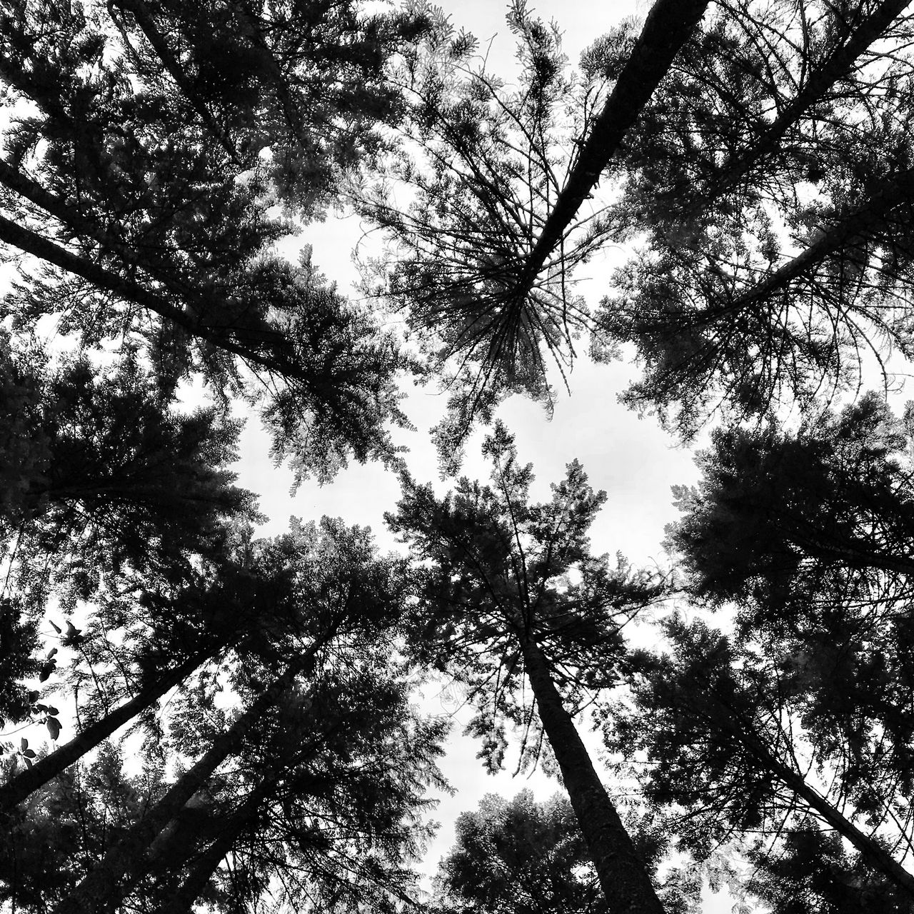 Черно белые макушки деревьев