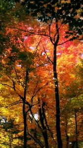 Превью обои деревья, кроны, цвета, осень, оттенки, лес, красный