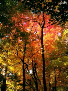Превью обои деревья, кроны, цвета, осень, оттенки, лес, красный