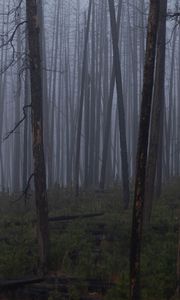 Превью обои деревья, кусты, лес, туман, темный, природа