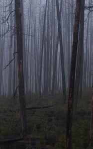 Превью обои деревья, кусты, лес, туман, темный, природа