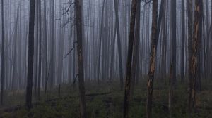 Превью обои деревья, кусты, лес, туман, темный, природа