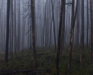 Превью обои деревья, кусты, лес, туман, темный, природа