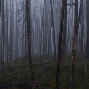 Превью обои деревья, кусты, лес, туман, темный, природа