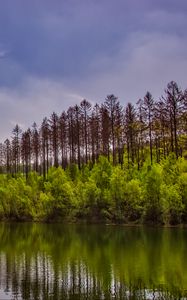 Превью обои деревья, кусты, озеро, отражение, небо, облака