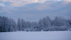 Превью обои деревья, кусты, снег, зима